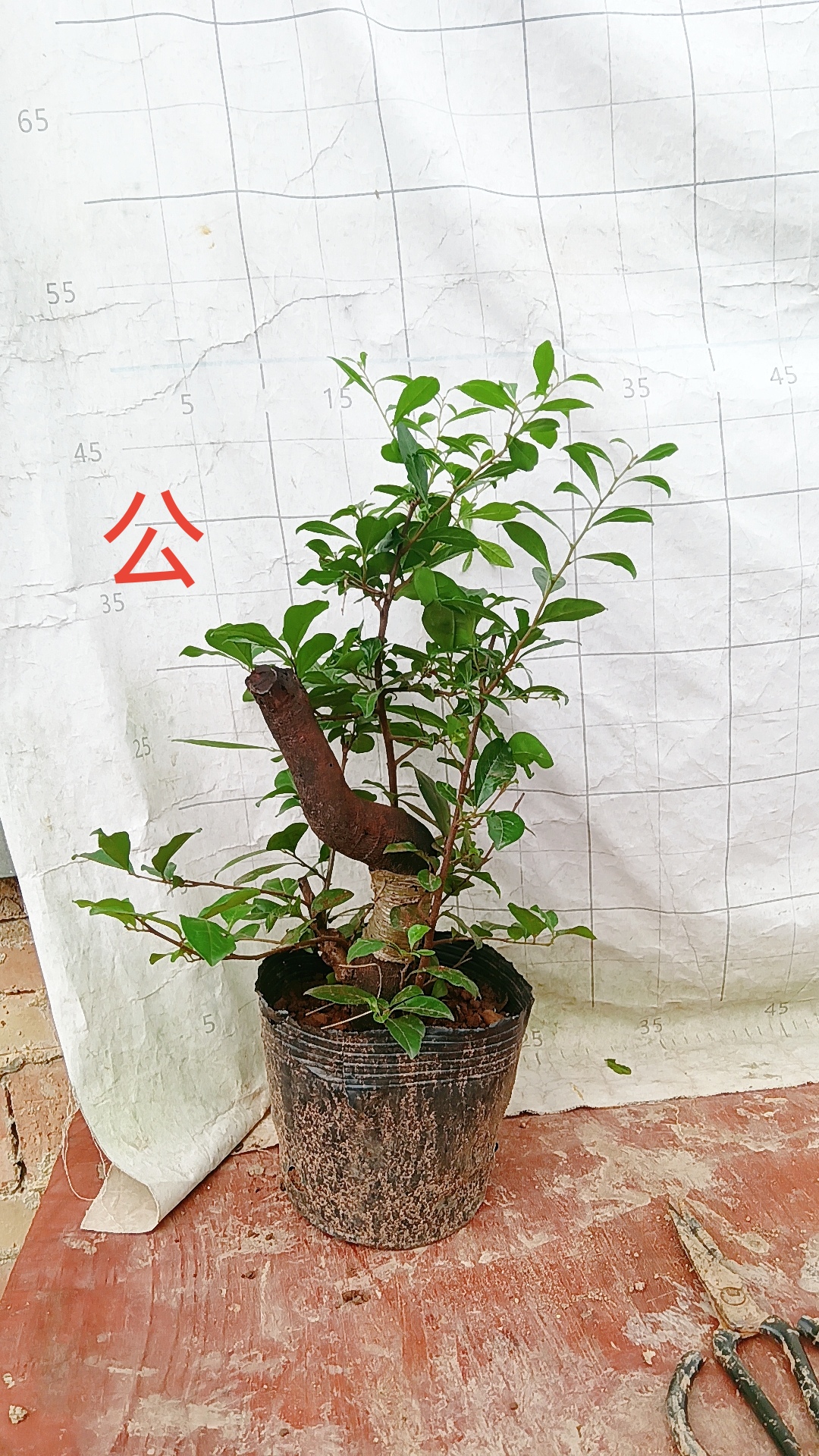 金弹子公弹老鸦柿公鸦授粉专用现在没花不介意明年一定开花的拍
