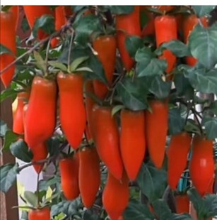 梦之雫品种桩 正品 老鸦柿果型果色漂亮原盆原土包邮发货