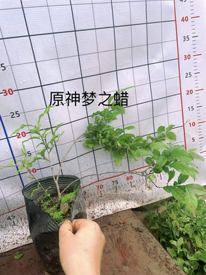 原生老鸦柿金弹子  母桩 绿植美观 随机发货原盆原土发货包邮