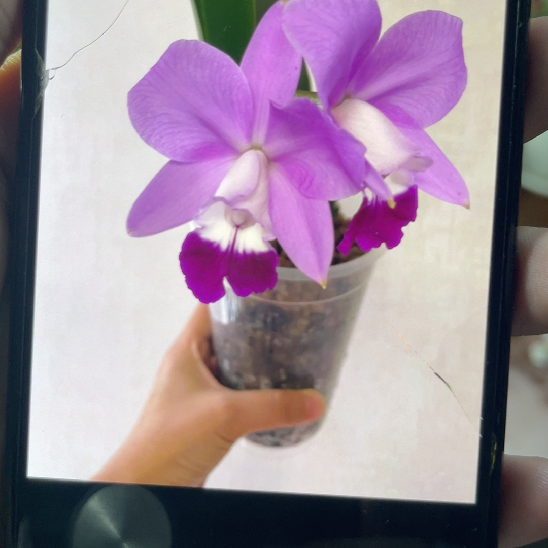 直播间专属付款链接  一物一拍  包邮包售后,鲜花速递/花卉仿真/绿植园艺,国兰/杂交兰/洋兰类,淘宝优惠券,粉丝福利购,淘宝优惠卷