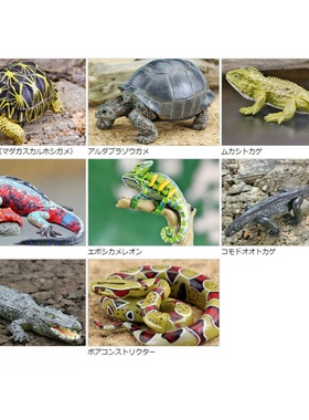 正版散货Colorata仿真爬行动物模型蜥蜴鳄鱼龟蛇场景道具