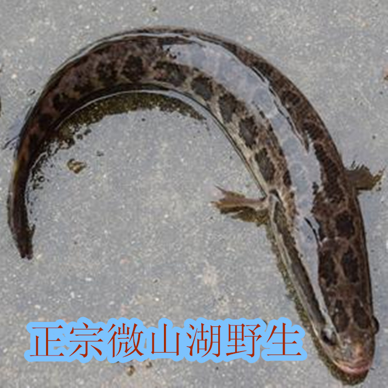 微山湖正宗野生黑鱼鲜活乌鱼财鱼现杀新鲜炖汤营养活体代杀500g
