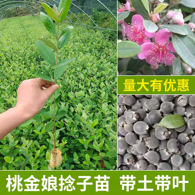 桃金娘苗山捻子苗果树苗阳台庭院种植带土带叶发货