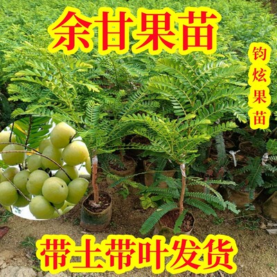 牛甘子苗油甘果树苗嫁接高产