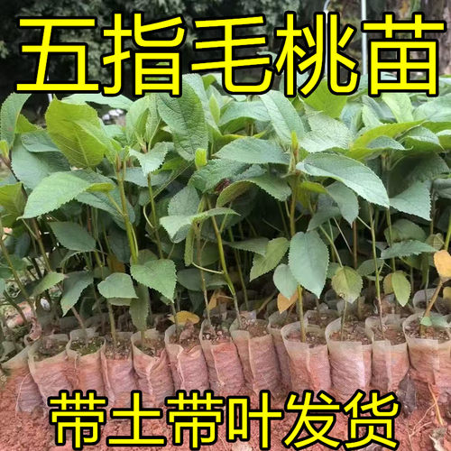 五指毛桃苗中药材果树苗