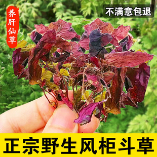 福建野生特级风柜斗草500g楮头草红小叶风鼓草风谷草红杆风骨草