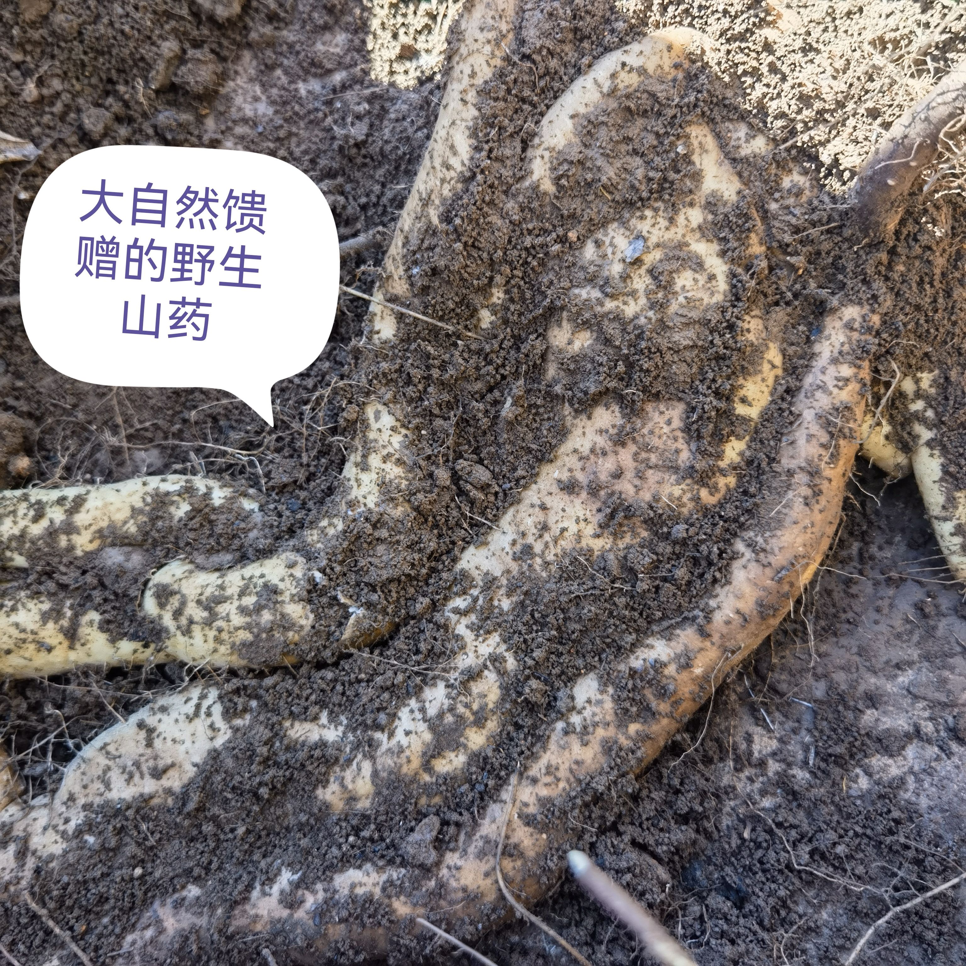 野生山药挖自太行山不规则很稀缺野生淮山药缺点有的有伤口新鲜吃