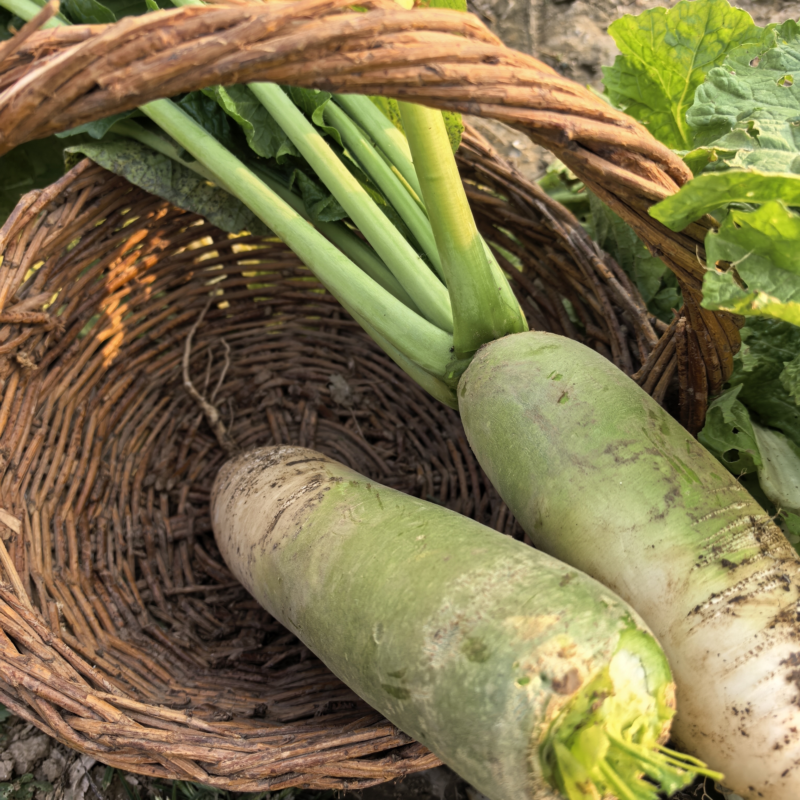 新鲜青萝卜自种吃不完不打农药上发酵农家肥品相一般欢迎作检测