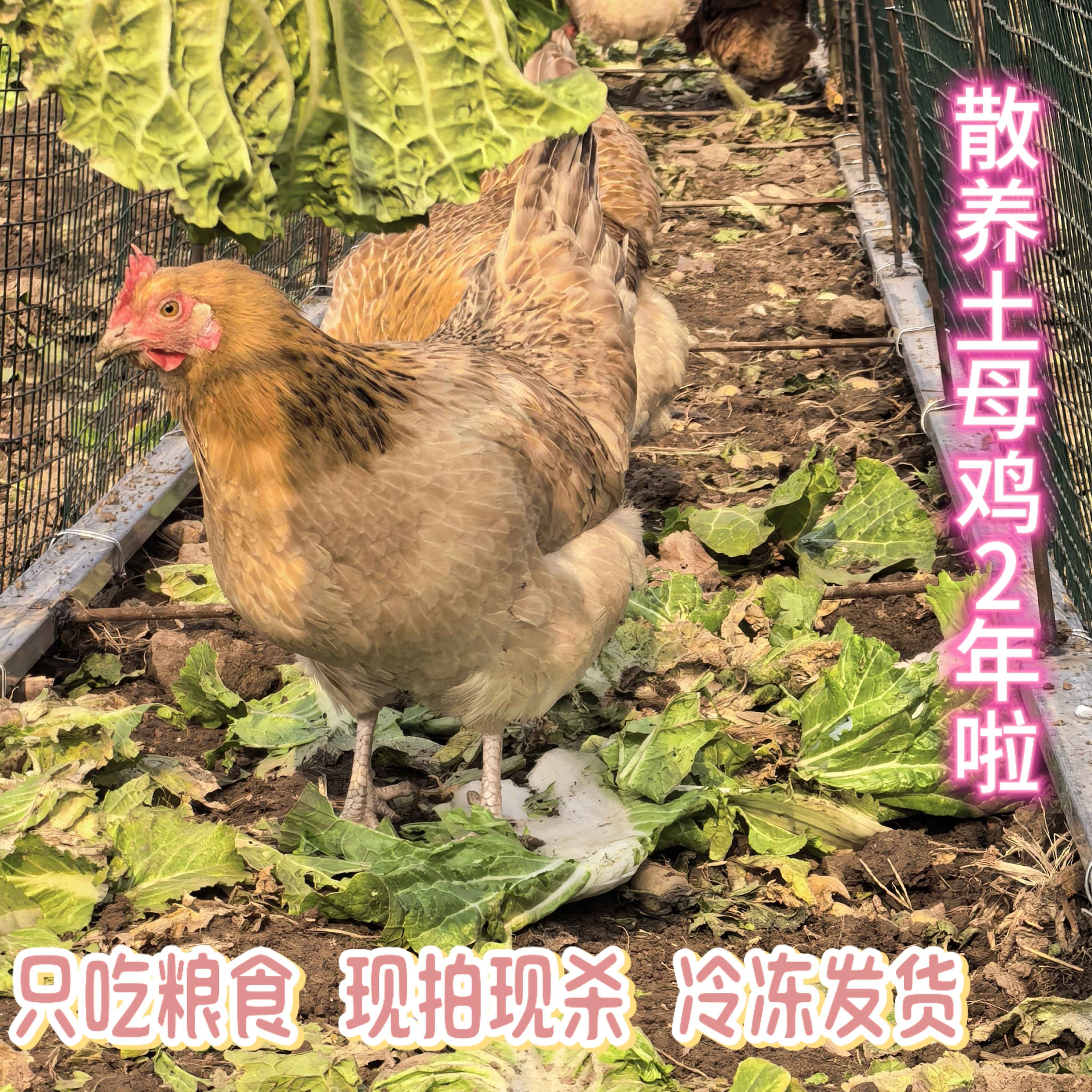 农家散养有嚼头土鸡醉人的香味