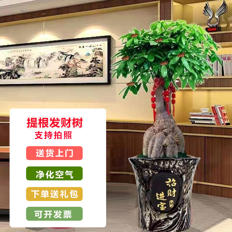 提根发财树乔迁开业送礼好养盆栽