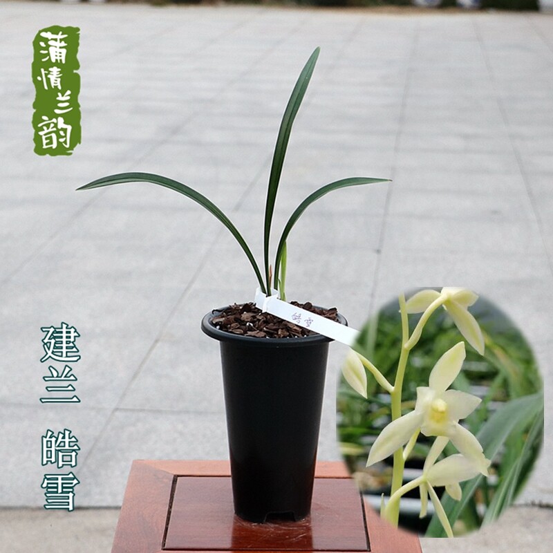 兰花苗建兰四季兰 皓雪 白素室内办公室客厅绿植花卉盆栽名品