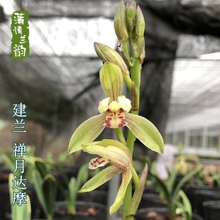 兰花苗建兰四季兰 禅月达摩金边矮种夏秋季带花苞花卉盆栽植物