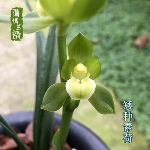 兰花苗墨兰报岁兰矮种素荷 宏远素荷 办公桌面书房绿植盆栽花卉