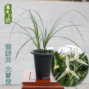 兰花苗莲瓣兰 大雪素 白素传统名品绿植盆栽花卉蒲情兰韵