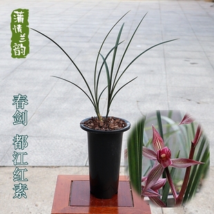 兰花苗春剑 都江红素 阳台书房办公桌室内外绿植花卉盆栽植物