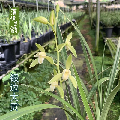 银边大贡兰花建兰夏秋开花