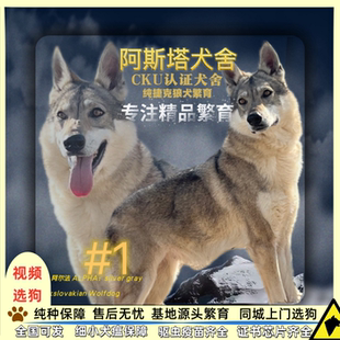江苏纯种捷克狼犬CKU犬舍银灰色捷克狼犬黑雕色捷克狼活体幼犬
