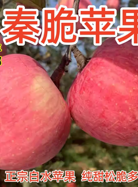 现货秦脆正宗陕西白水苹果瑞雪瑞香红脆甜纯多汁孕妇吃新鲜水果