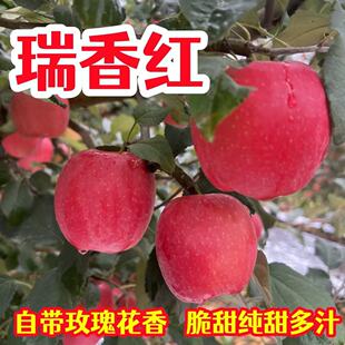 正宗瑞香红苹果陕西白水脆甜纯甜多汁孕妇吃新鲜水果 非瑞雪 包邮