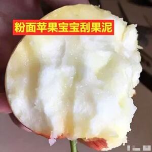2026新果粉面沙甜苹果