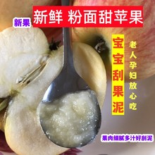 2025新果红香蕉粉面沙甜苹果宝宝刮泥婴儿老人吃的绵新鲜水果孕妇