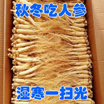 50支人参干参人参白参生晒参煲汤材料泡水泡酒滋补药材批发商用
