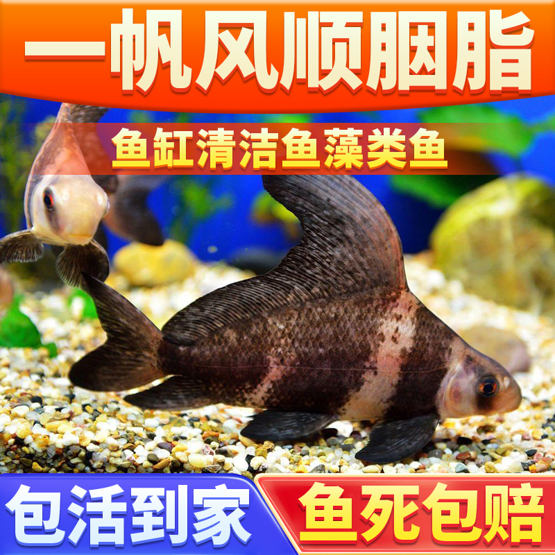 一帆风顺胭脂鱼苗观赏鱼