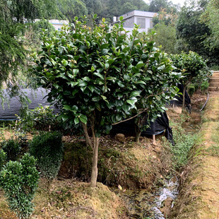 庭院高杆茶花树阳台盆栽山茶花九转大红七星绣球大型户外茶花树苗