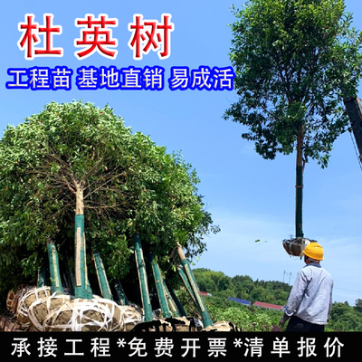 杜英树苗小叶杜英速生绿化苗木树