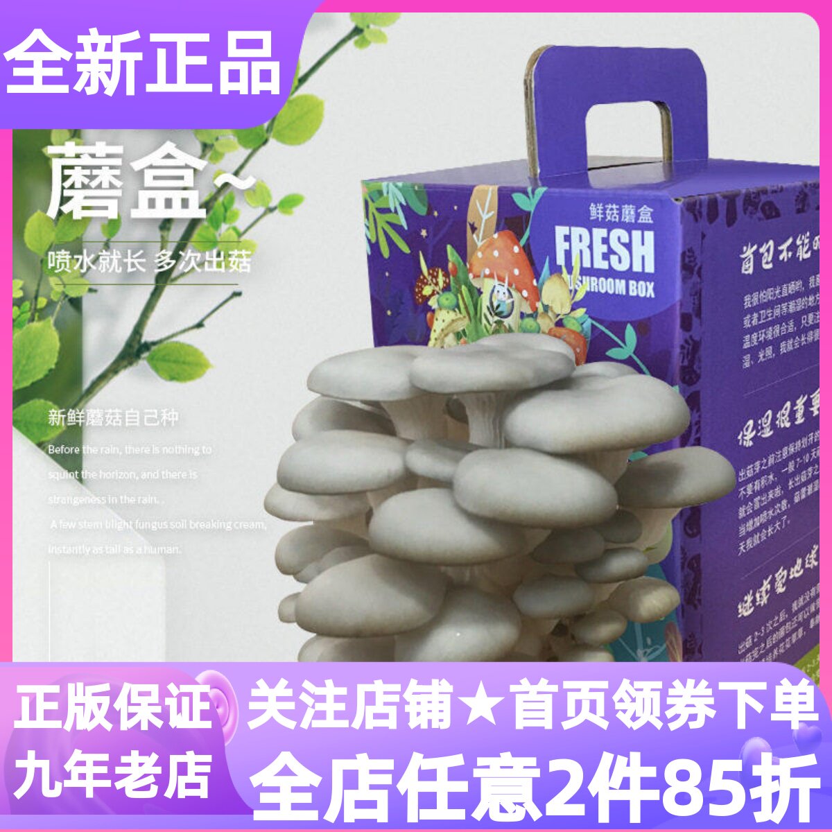 儿童家种蘑菇菌包平菇礼品盆栽