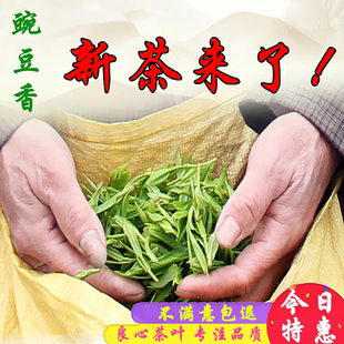 2025年明前新茶上市青岛海青绿茶叶特级碧螺春春茶500g赛崂山耐泡