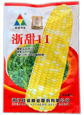 甜玉米种子浙甜11和浙甜19国审鲜食甜玉米穗轴白色籽粒黄色抗病