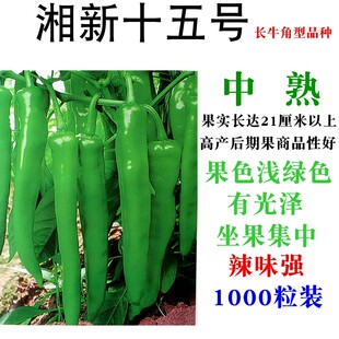 湘研辣椒种子湘新十五号中熟长牛角型品种高产抗病辣味强