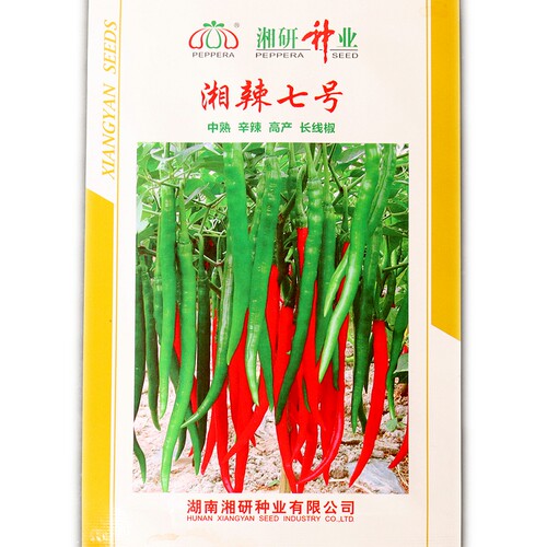 湘研螺丝椒长线椒早中熟皮薄