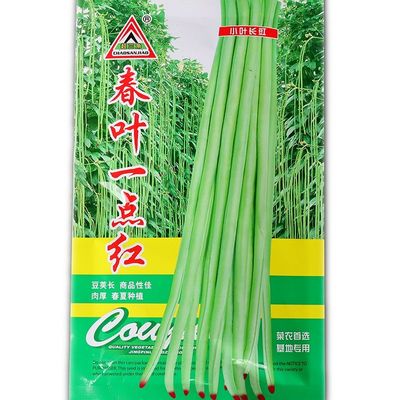 超三角豇豆早中熟主侧蔓都结荚