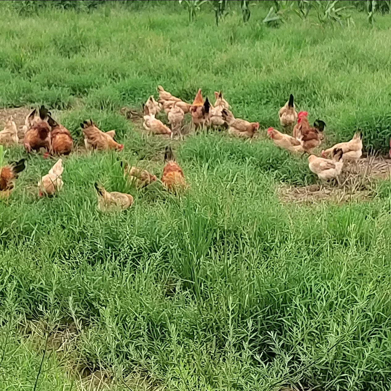 30枚正宗土鸡蛋农家散养笨鸡蛋新鲜粉壳鸡蛋健康营养包邮,水产肉类/新鲜蔬果/熟食,鸡蛋,淘宝优惠券,粉丝福利购,淘宝优惠卷