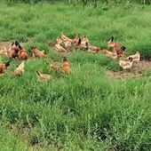 30枚正宗土鸡蛋农家散养笨鸡蛋新鲜粉壳鸡蛋健康营养 包邮