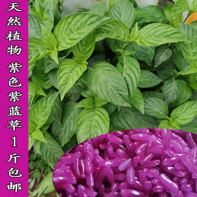 红蓝草紫蓝草庭院染糯米饭紫色