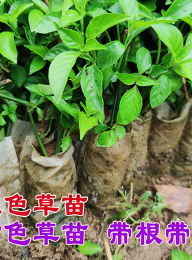 红蓝草苗广西五色糯米饭紫色草苗红色草苗盆栽绿植枫香叶苗密蒙花