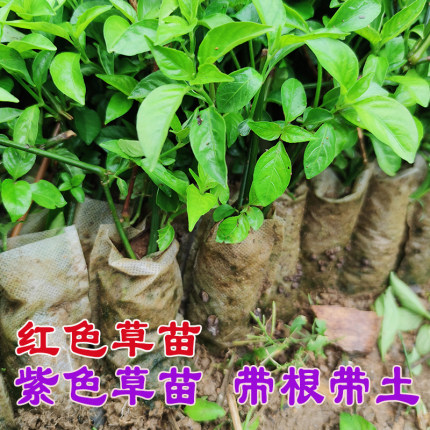 红蓝草苗广西五色糯米饭紫色草苗红色草苗盆栽绿植枫香叶苗密蒙花