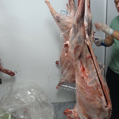 甘肃环县羊羔肉湖羊整只全羊清真白条羊新鲜现杀国家体育总局用羊