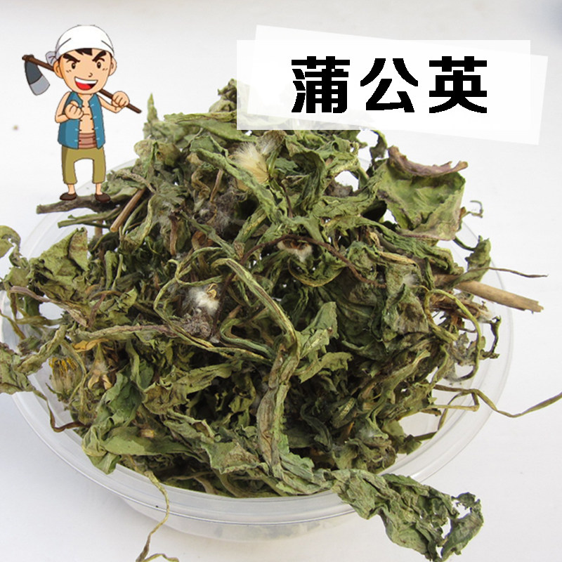 太行山野生整株蒲公英