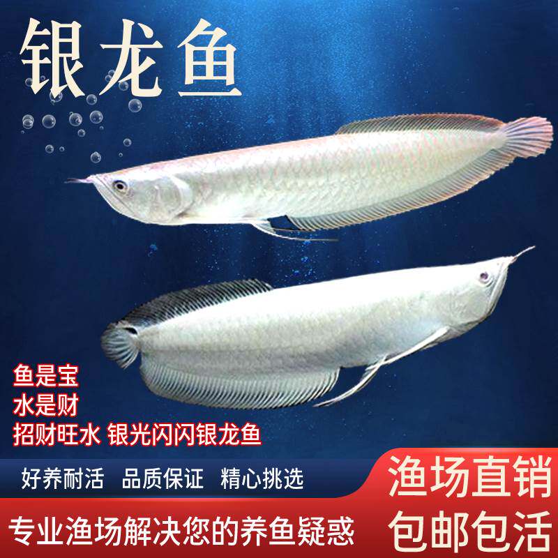 银龙鱼活鱼苗热带观赏鱼大型黄化鱼