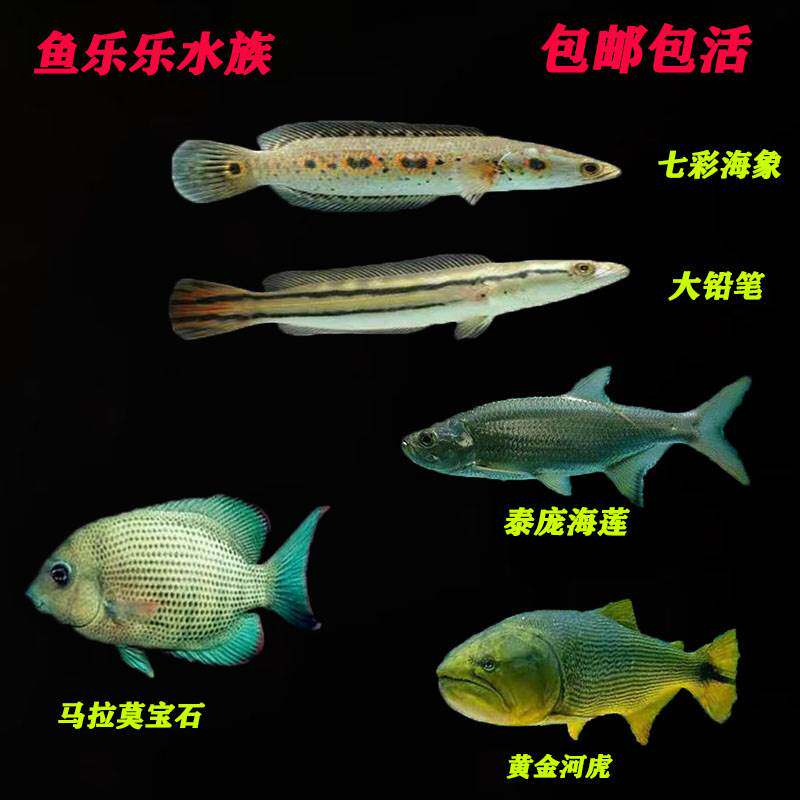 铅笔鱼七彩海象鱼泰庞海莲马拉莫宝石黄金河虎鱼大型观赏鱼活体