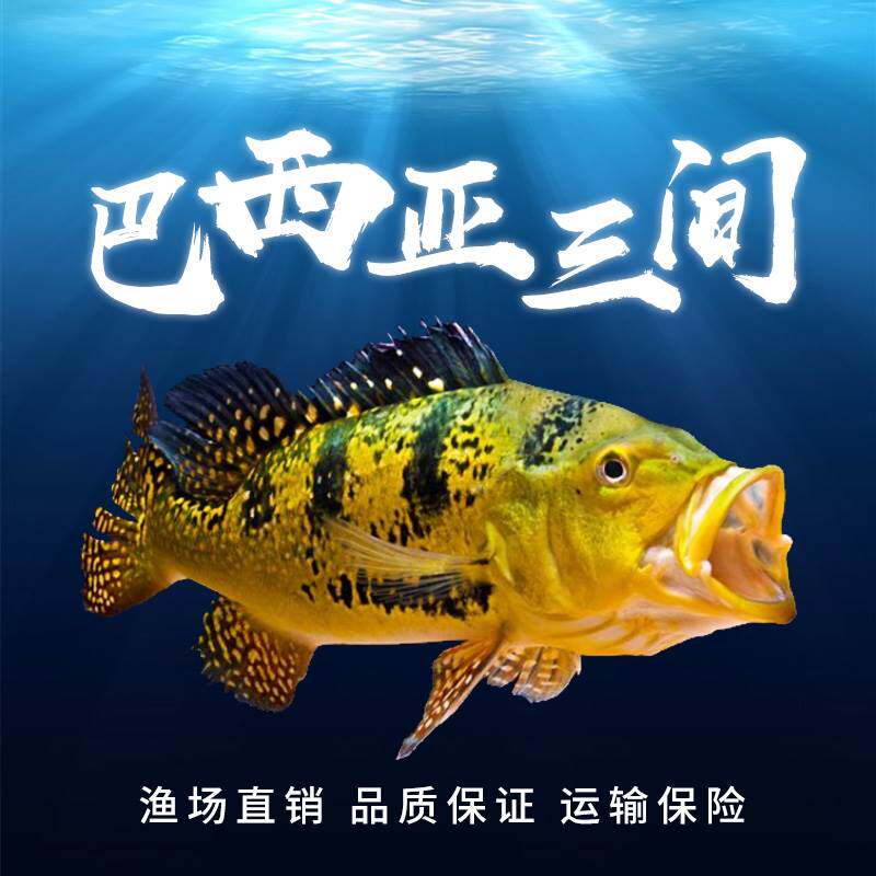 热带观赏活体黄金巴西亚帝王三间眼斑三间蓝帆五间鱼苗金龙红龙鱼