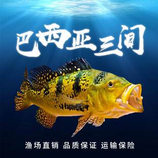 热带观赏活体黄金巴西亚帝王三间眼斑三间蓝帆五间鱼苗金龙红龙鱼