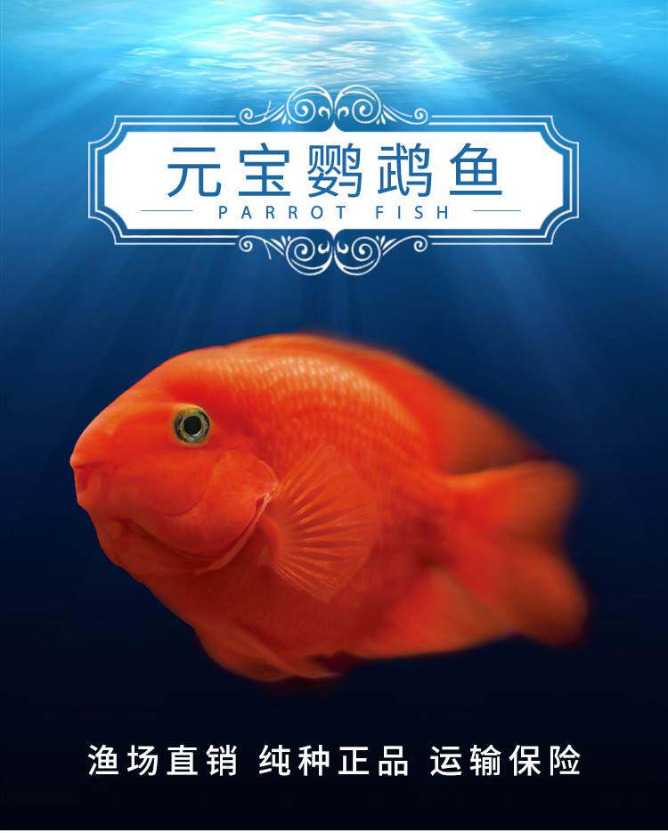 红鹦鹉鱼活鱼热带观赏鱼元宝鹦鹉鱼发财鱼财神鹦鹉鱼起头血鹦鹉鱼
