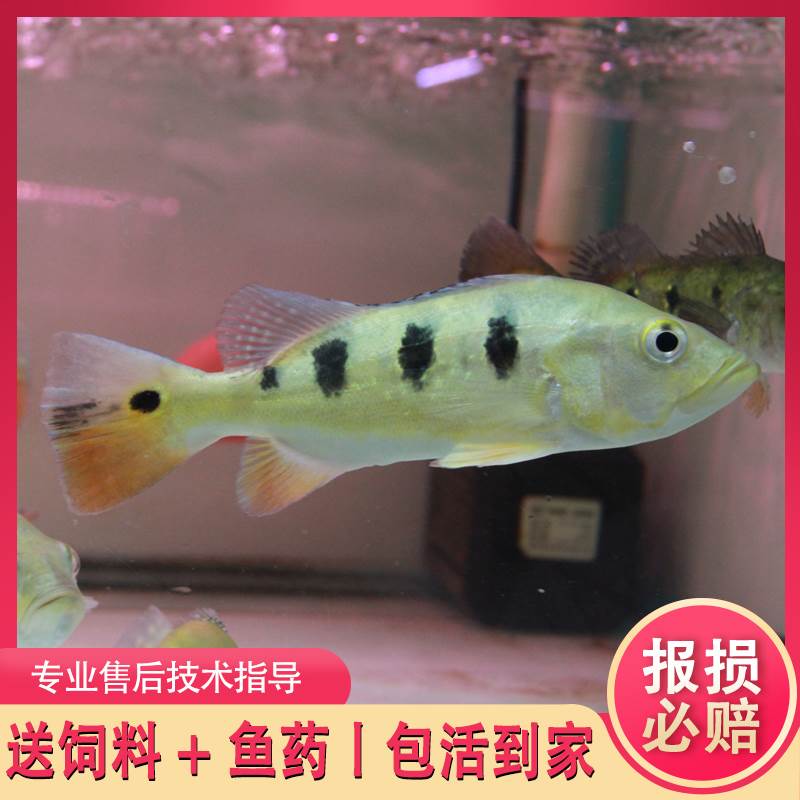 热带观赏鱼活体纯种帝王三间金老虎巴西亚红老虎大型混养银龙鱼