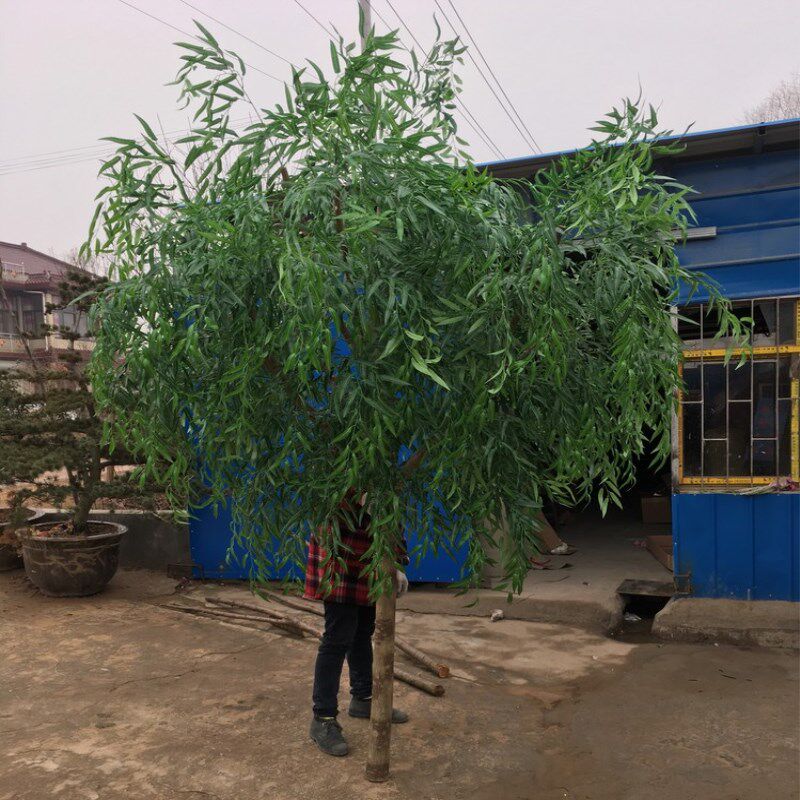 仿真大树假树仿真柳树仿真大型植物装饰酒店大厅布景实木树干包邮