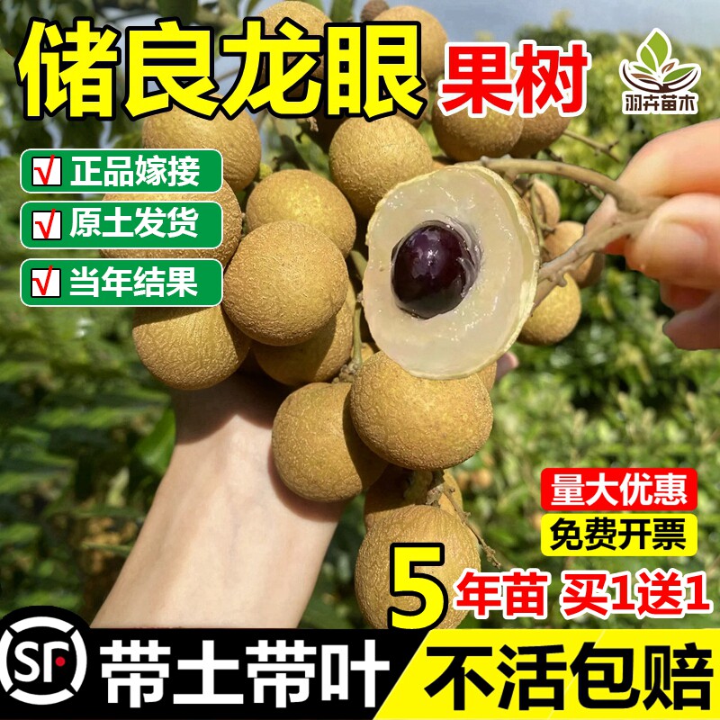储良龙眼嫁接树苗四季无核储良桂圆树苗南北方种植盆地栽当年结果